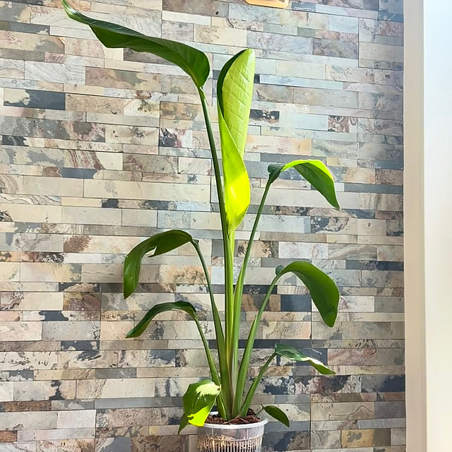 MOMOMAMAさんの部屋