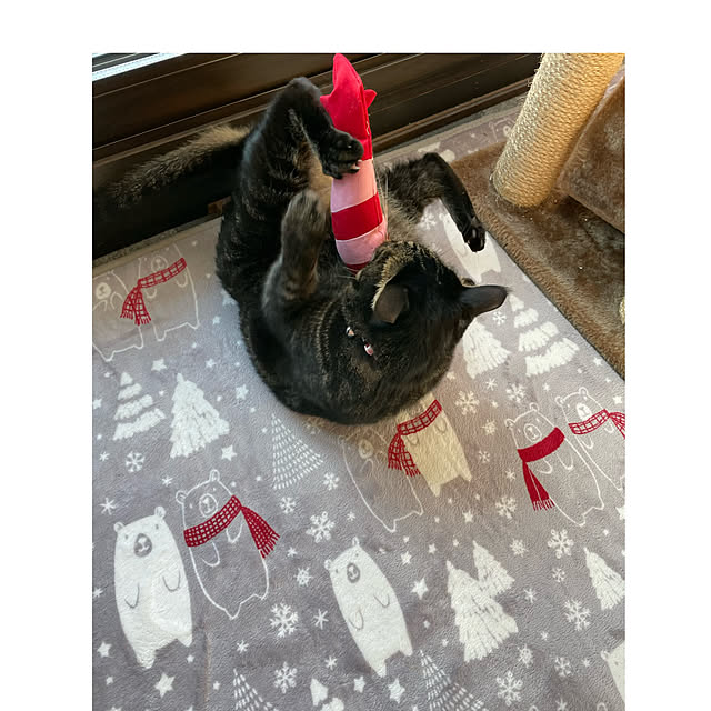momocchiさんの実例写真