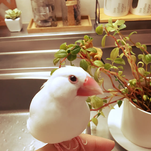 yukimidaifukuさんの実例写真