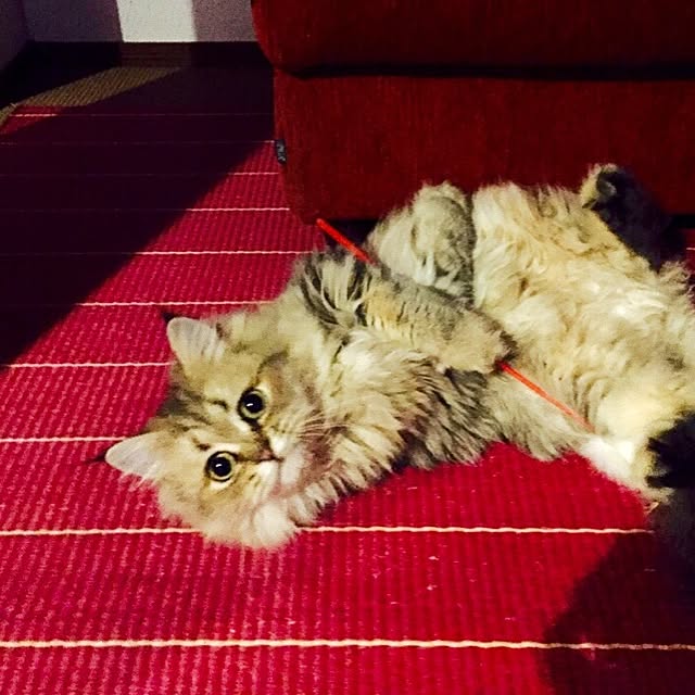 butachanさんの実例写真