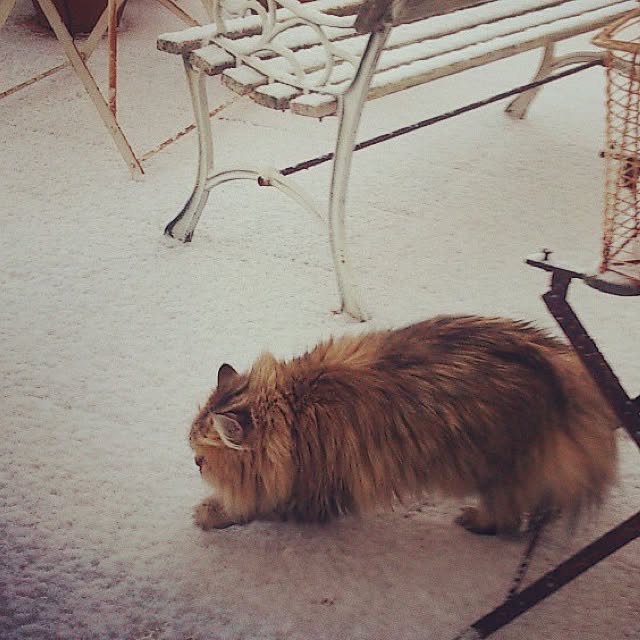 teddyさんの実例写真