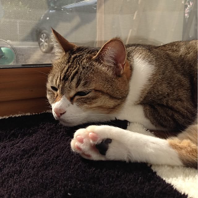 kayocoさんの実例写真