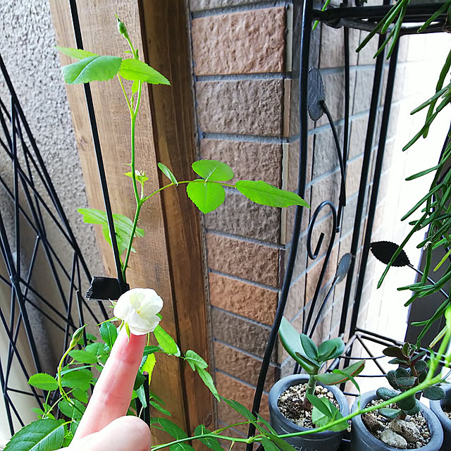 n0516さんの実例写真