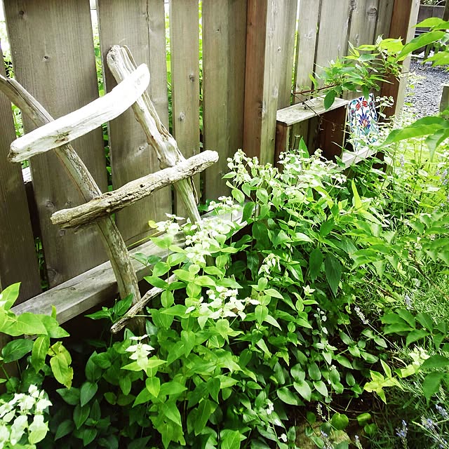 ShizenhaSyokuninさんの実例写真