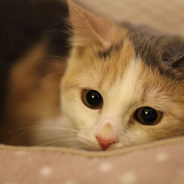 ayurabbyさんの実例写真