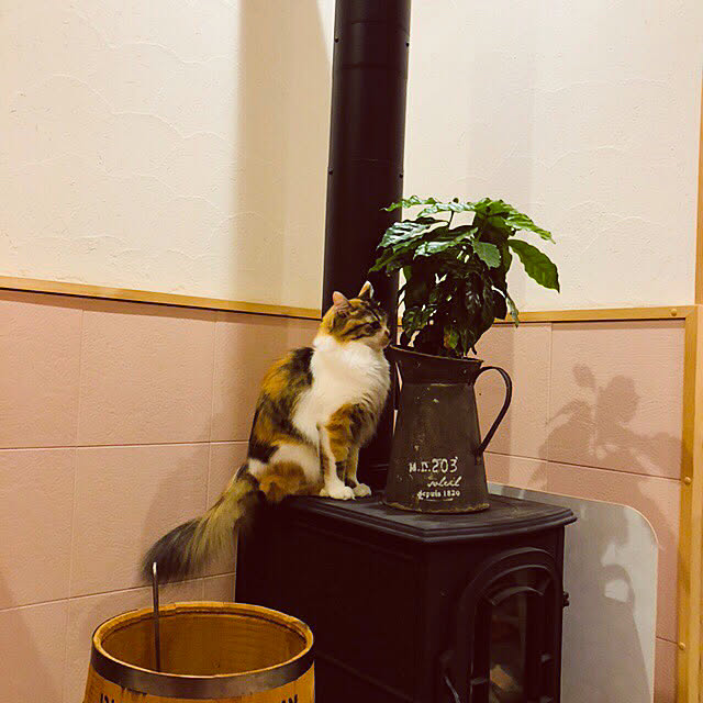MASAさんの実例写真