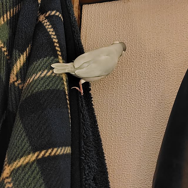 copippiさんの部屋