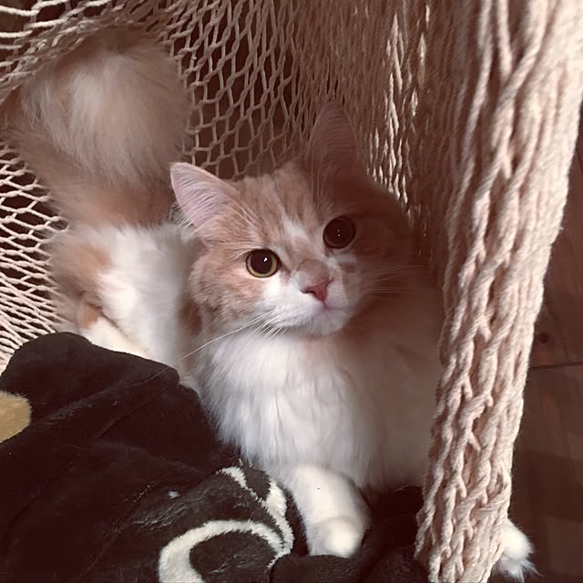 maruさんの実例写真