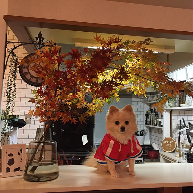 chi-さんの実例写真