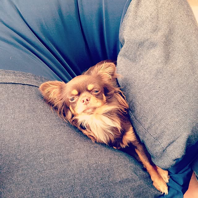 cookie_houseさんの実例写真