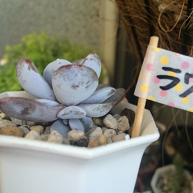 machiさんの実例写真