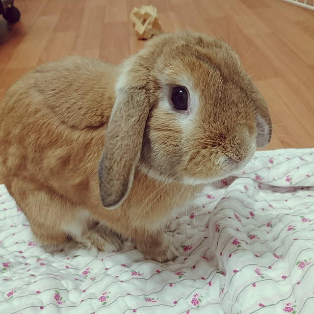 ruruさんの実例写真