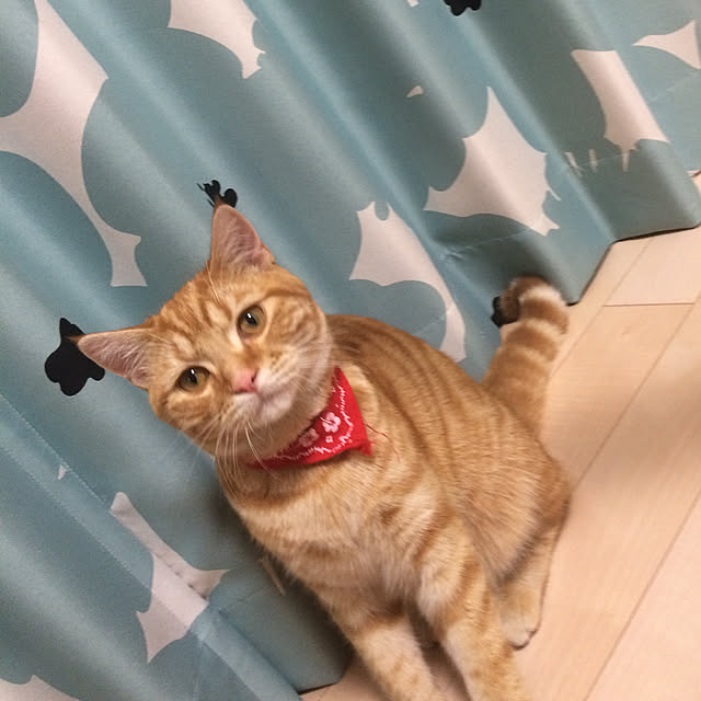 nekoさんの実例写真