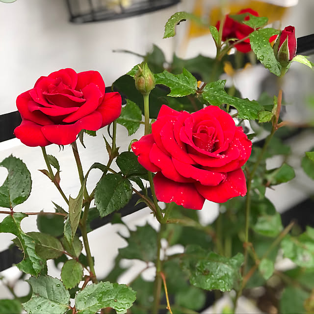 miruさんの実例写真