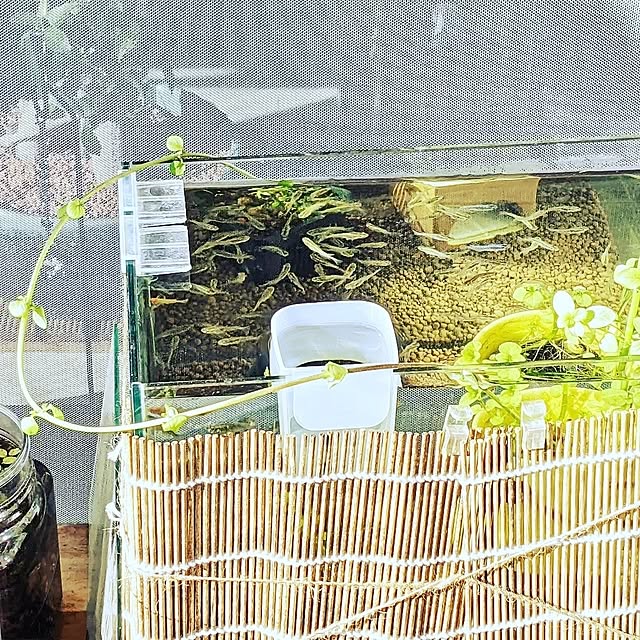 mi-saさんの部屋