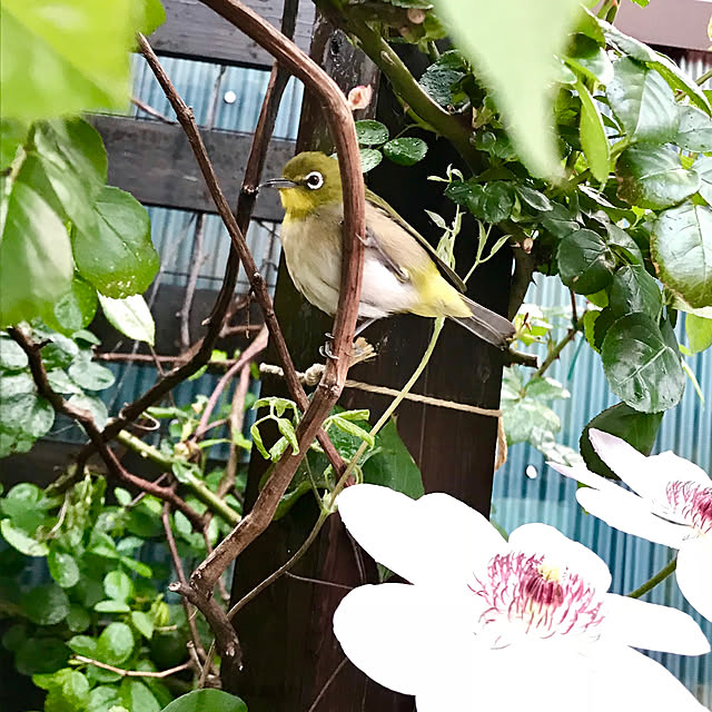 butachanさんの実例写真