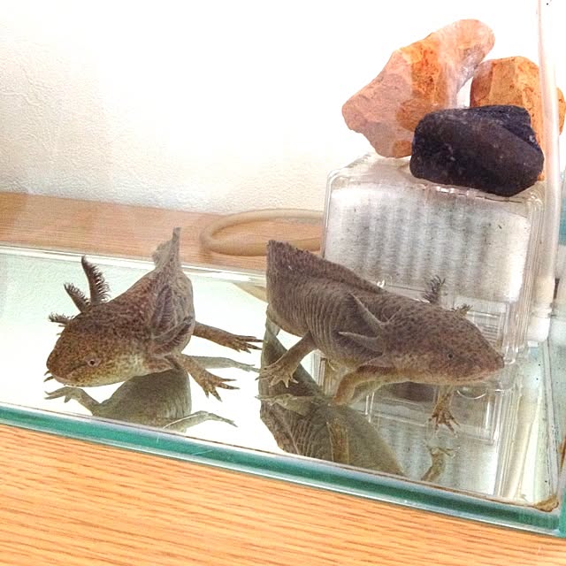 hazupiiiさんの実例写真