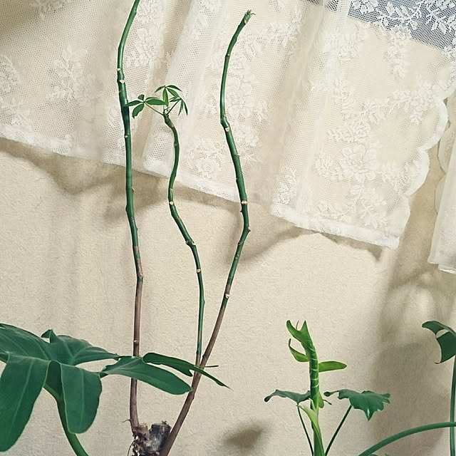 kotorinさんの実例写真