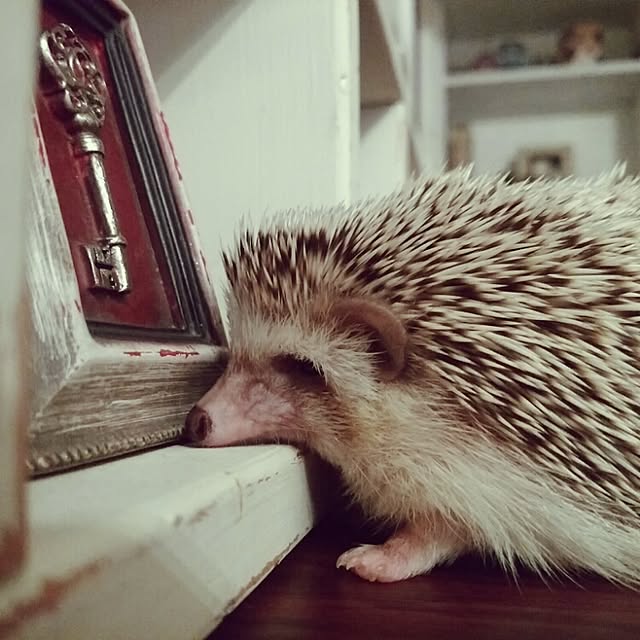 kuruさんの実例写真