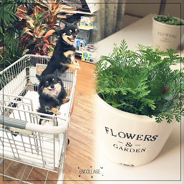 cocoさんの実例写真