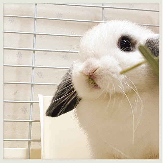 prelumoさんの実例写真