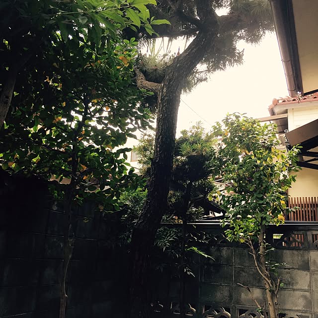 motinecoさんの実例写真