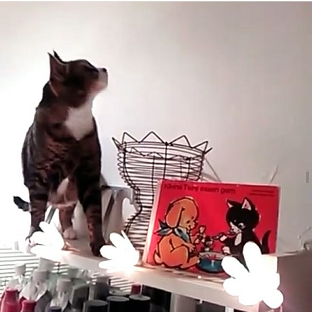 Motchanさんの実例写真
