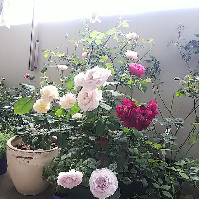 hiromimiさんの実例写真