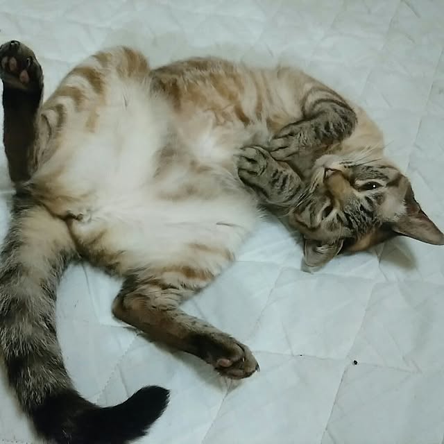 genさんの実例写真
