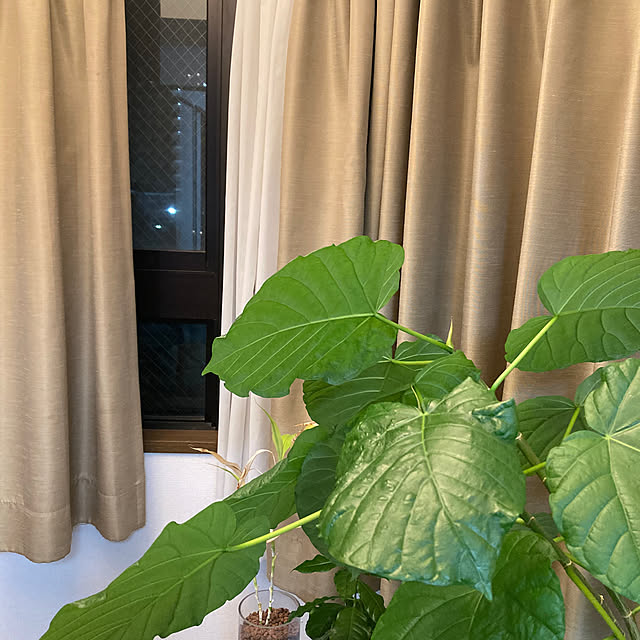 tomokoさんの実例写真