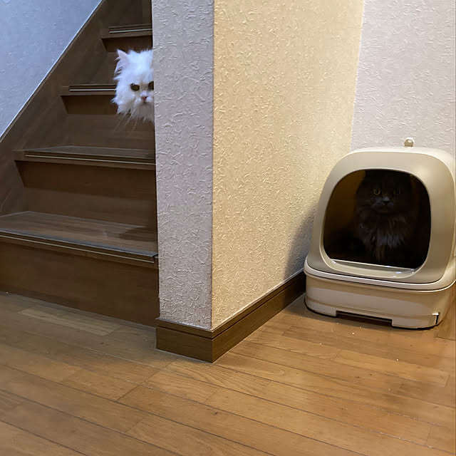 mimosaさんの実例写真