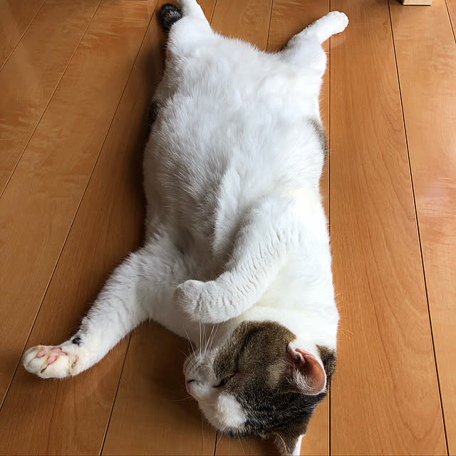 実例写真