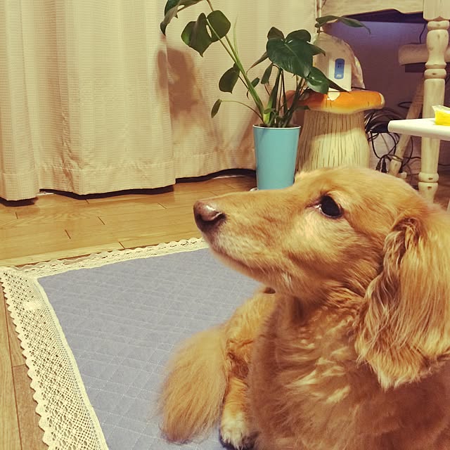mi---moさんの実例写真