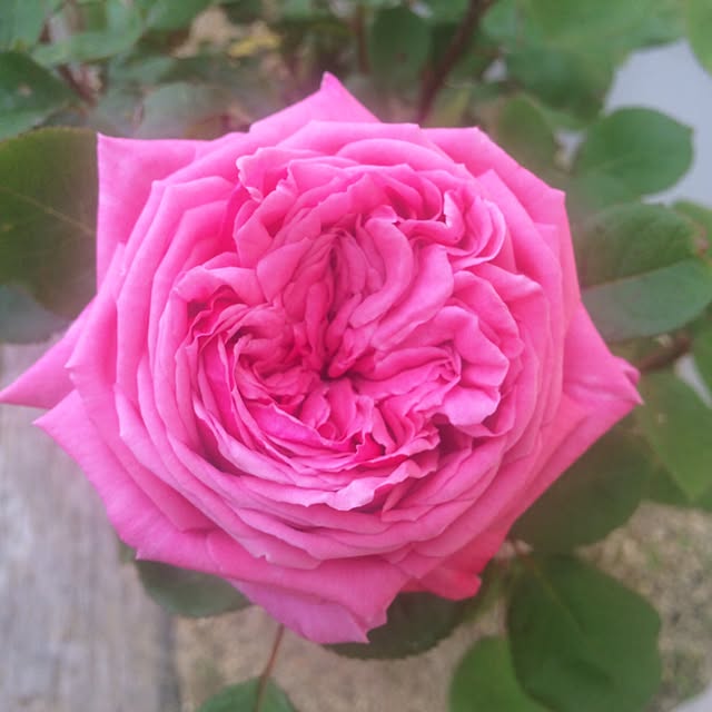 HappyRoseさんの実例写真