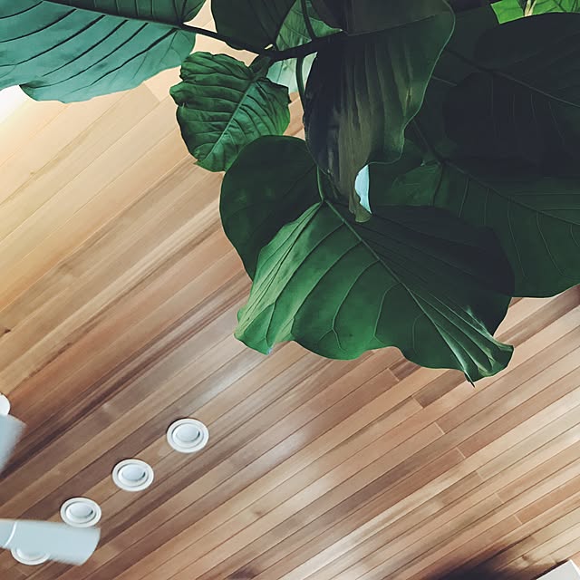 accoさんの実例写真