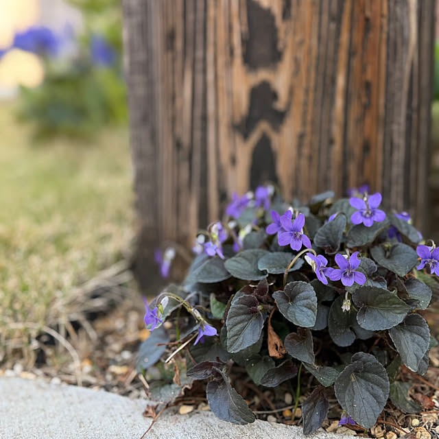 kurinokiさんの部屋
