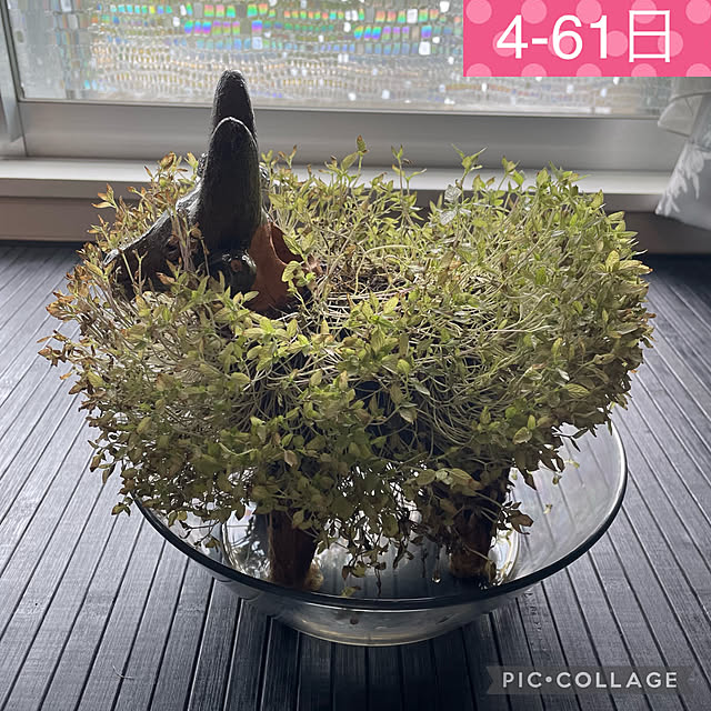 aureaさんの実例写真