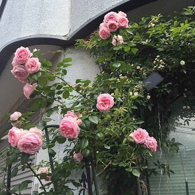 greenroseさんの実例写真