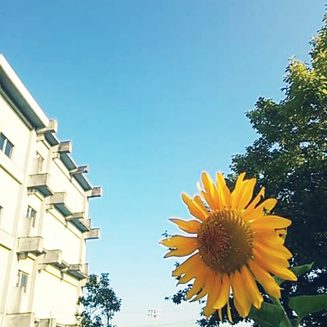 poemwalkさんの実例写真