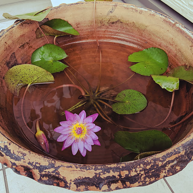 玄関/入り口/ナチュラル/観葉植物のインテリア実例 - 2019-10-24 13:17:08