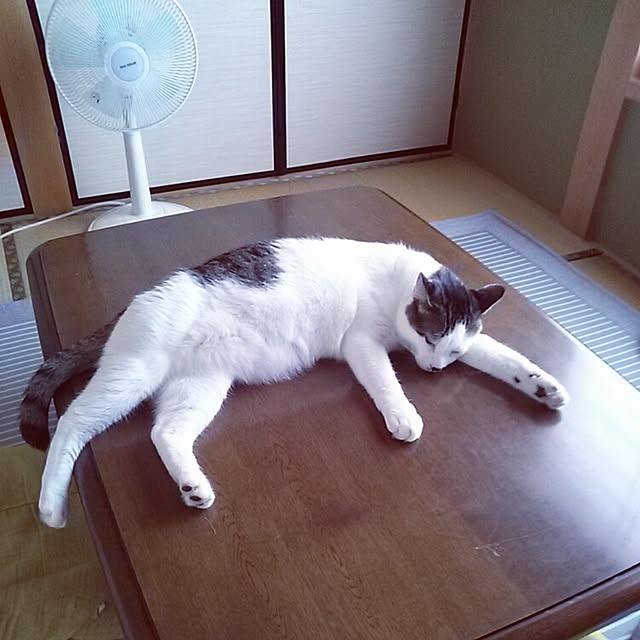 kamekoさんの実例写真