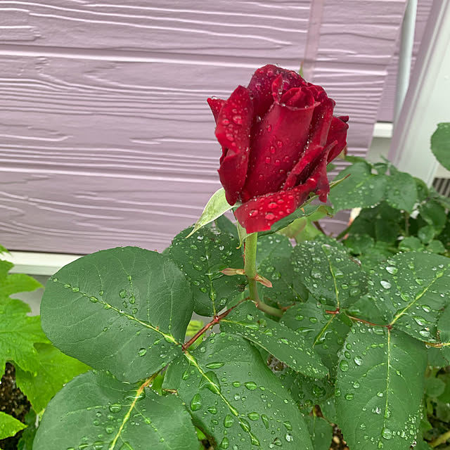 AYUKOさんの実例写真