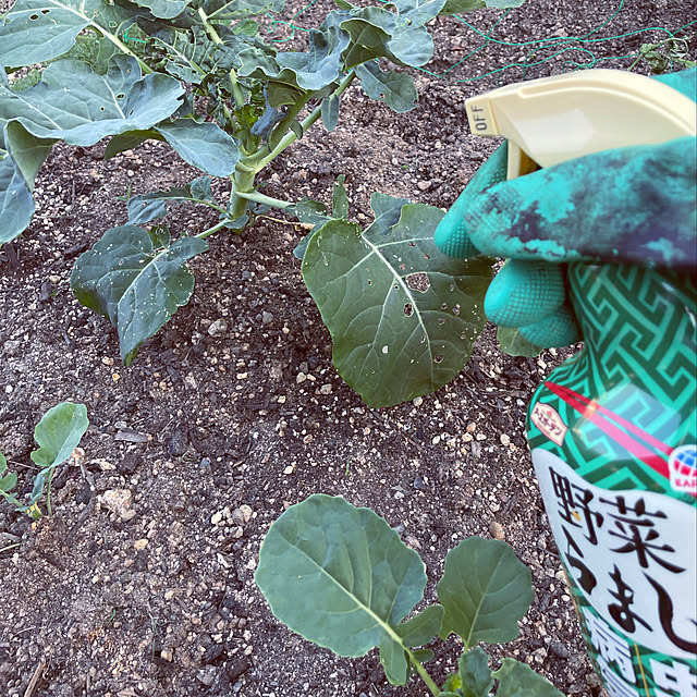 seiさんの実例写真