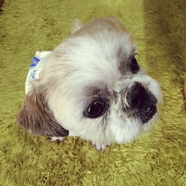 lenkaさんの実例写真