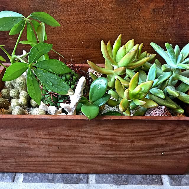 多肉植物/DIY/100均/ハンドメイド/観葉植物...などのインテリア実例 - 2016-04-09 17:45:57