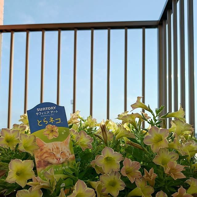 NOAHさんの実例写真