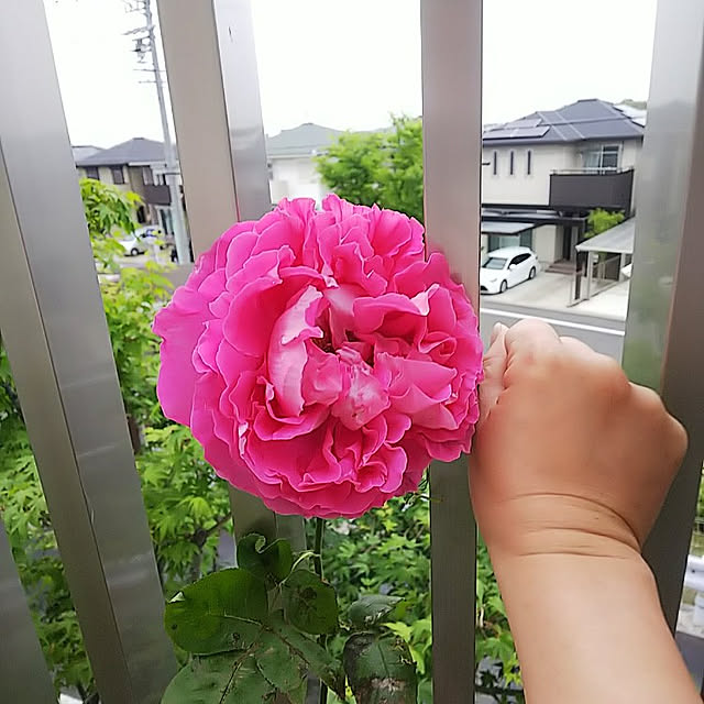 hiromimiさんの実例写真