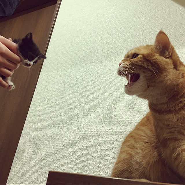 nekoさんの実例写真