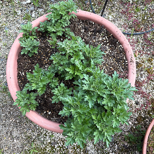 ritsukoさんの部屋