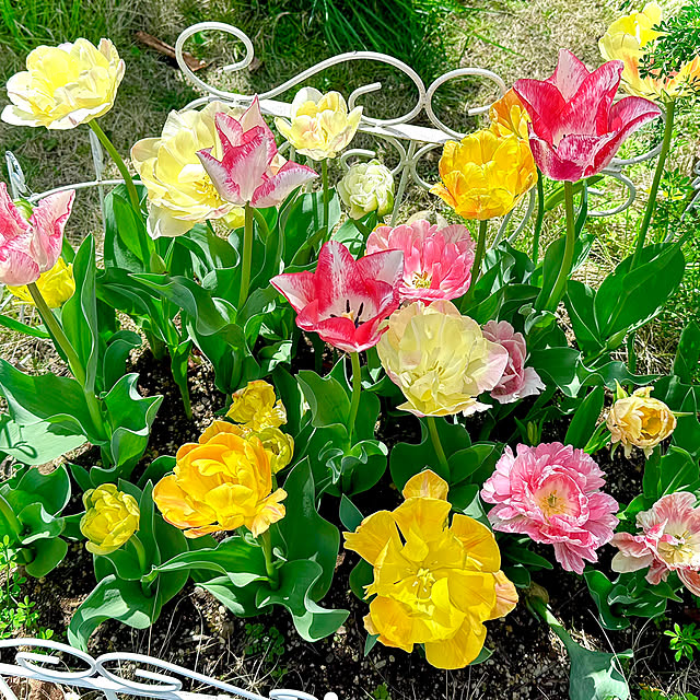 kaochanさんの実例写真